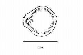   Embryo:   Carpinus caroliniana ; Illustration by K. Parker, Kirkbride et al. (2006)
